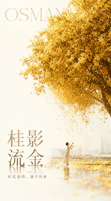 桂影流金
