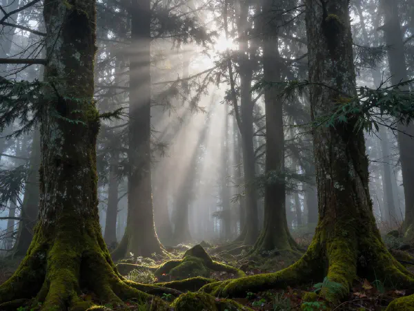 Misty Forest Landscape