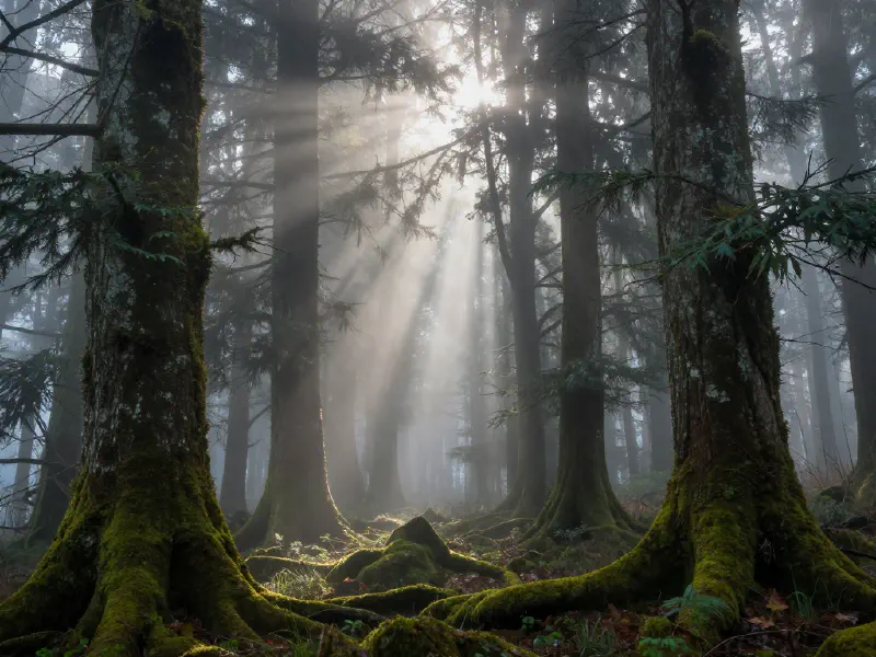 Misty Forest Landscape