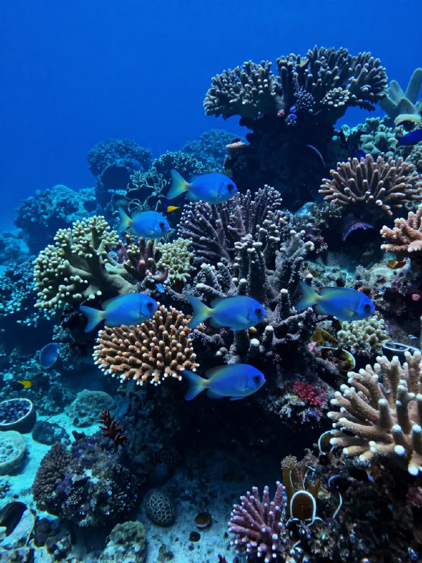 Underwater Serenity