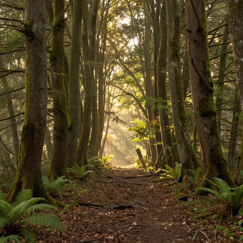 A serene, sunlit forest path