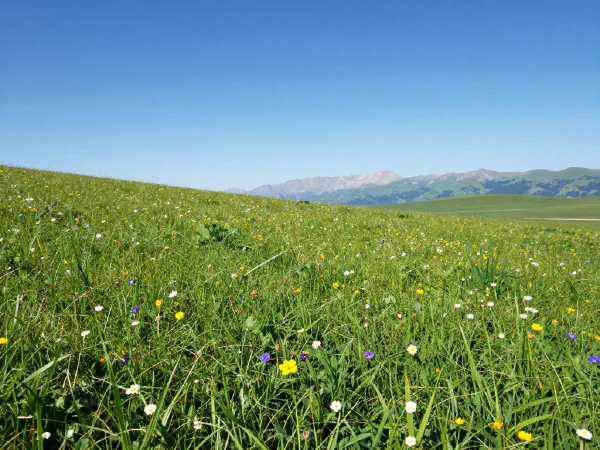 Vibrant Summer Meadow