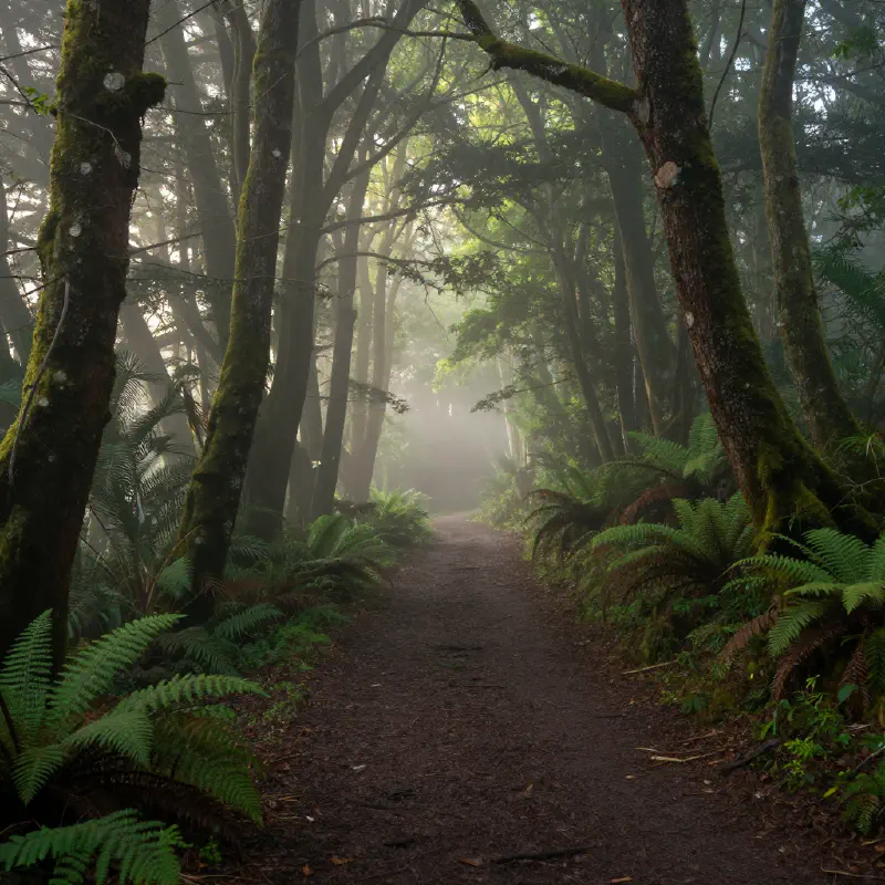 A serene forest path at dawn