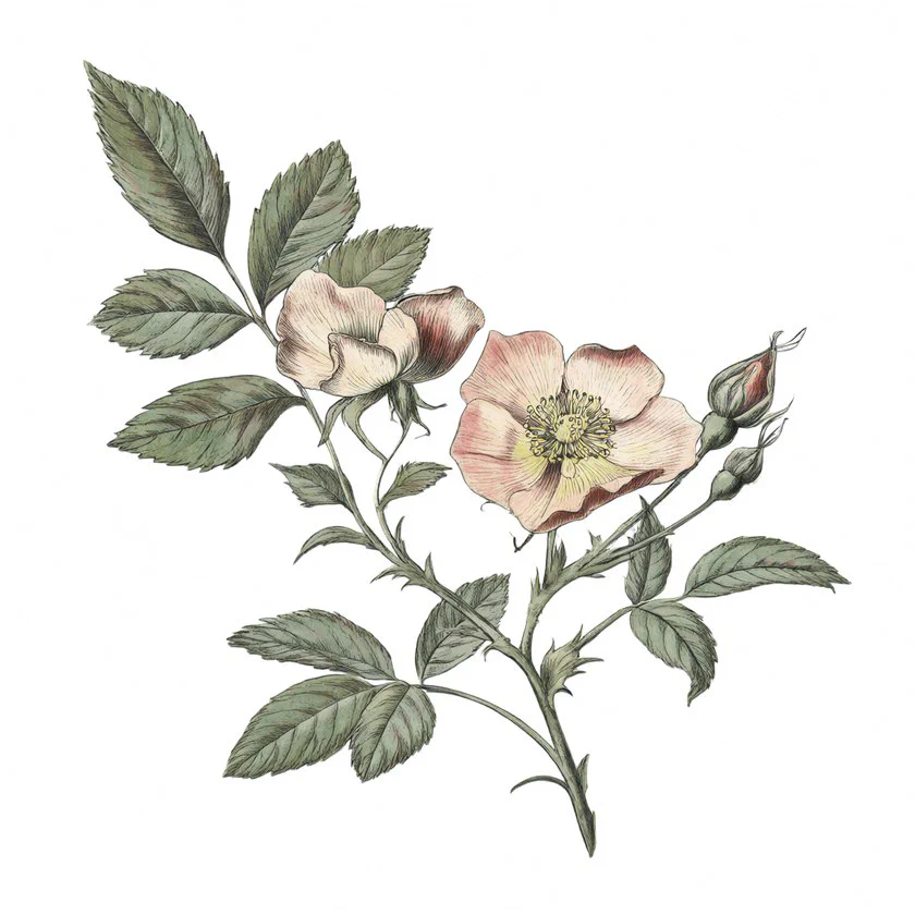 A4_botanical_rose