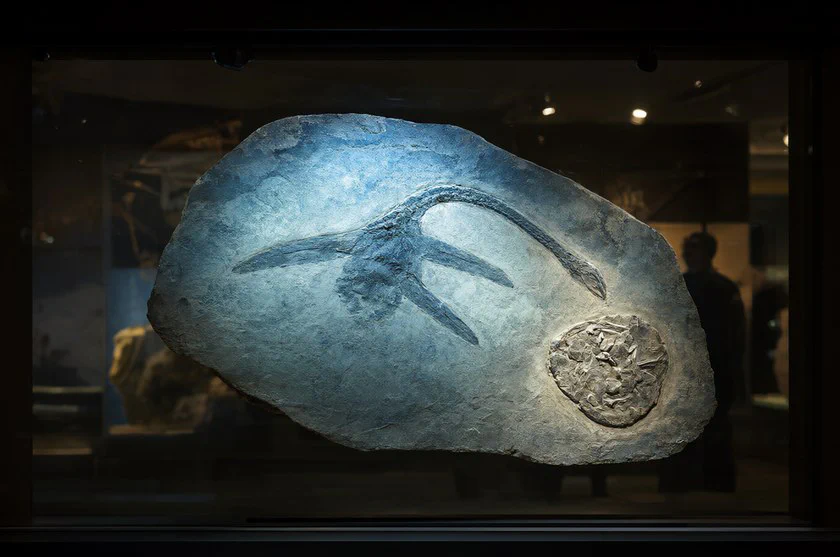 N5_plesiosaur_bubble