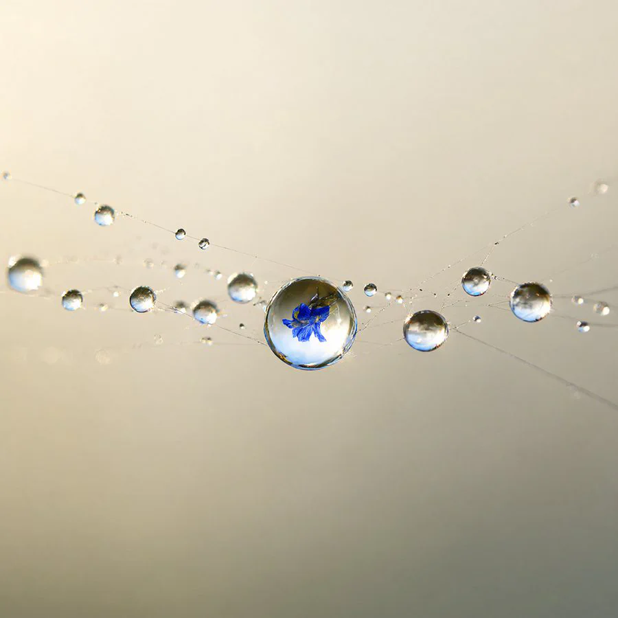 ST4_dewmacro_s25