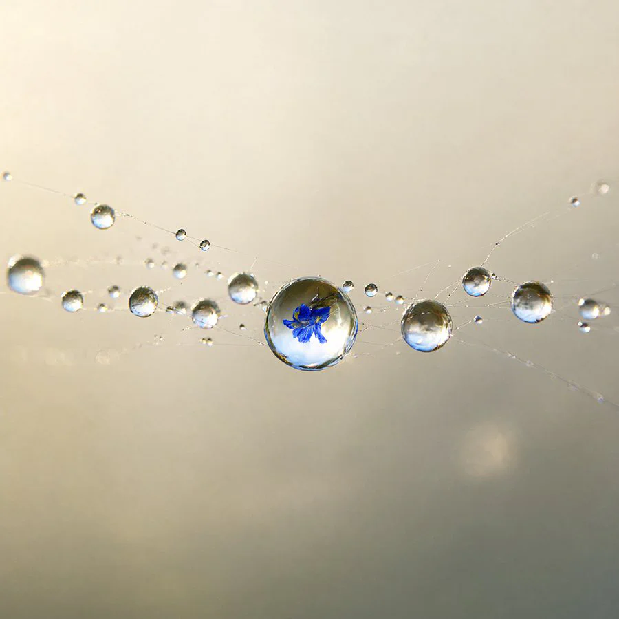 ST4_dewmacro_s35