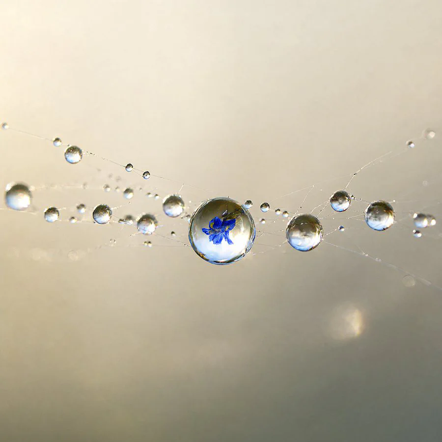 ST4_dewmacro_s40