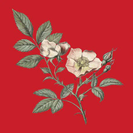 red_A4_botanical_rose.jpg